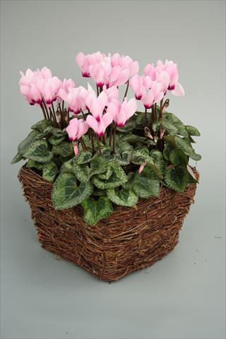 Foto de variedad de flores para ser usadas como: Maceta y planta de temporada Cyclamen persicum mini Melody Outdoor Light Pink Eye