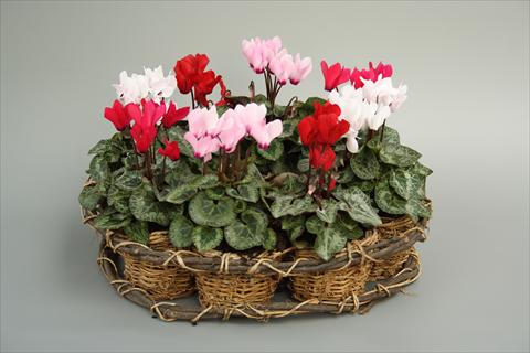 Foto de variedad de flores para ser usadas como: Maceta y planta de temporada Cyclamen persicum mini Melody Outdoor Mix