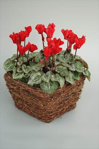 Foto de variedad de flores para ser usadas como: Maceta y planta de temporada Cyclamen persicum mini Melody Outdoor Red