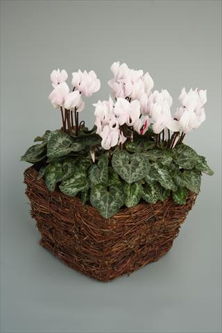 Foto de variedad de flores para ser usadas como: Maceta y planta de temporada Cyclamen persicum mini Melody Outdoor White