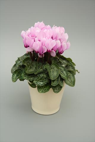 Foto de variedad de flores para ser usadas como: Maceta o Tarrina de colgar Cyclamen persicum mini Musical Light Lilac Eye