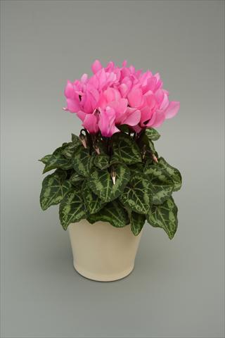 Foto de variedad de flores para ser usadas como: Maceta o Tarrina de colgar Cyclamen persicum mini Musical Light Pink