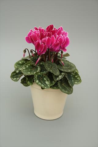 Foto de variedad de flores para ser usadas como: Maceta o Tarrina de colgar Cyclamen persicum mini Musical Purple Flame