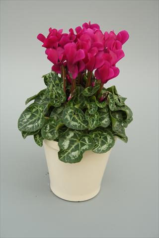 Foto de variedad de flores para ser usadas como: Maceta o Tarrina de colgar Cyclamen persicum mini Musical Purple