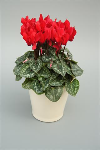 Foto de variedad de flores para ser usadas como: Maceta o Tarrina de colgar Cyclamen persicum mini Musical Red