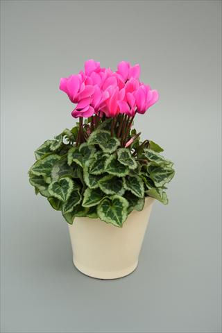 Foto de variedad de flores para ser usadas como: Maceta o Tarrina de colgar Cyclamen persicum mini Musical Rose
