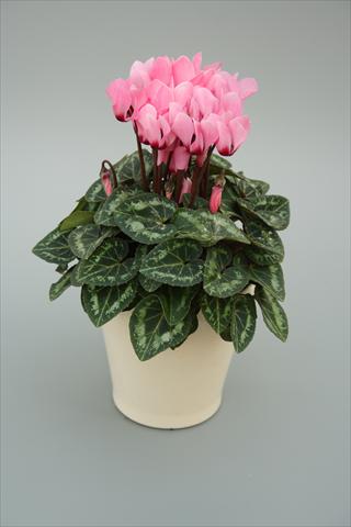 Foto de variedad de flores para ser usadas como: Maceta o Tarrina de colgar Cyclamen persicum mini Musical Soft Pink Eye