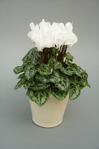 Foto de variedad de flores para ser usadas como: Maceta o Tarrina de colgar Cyclamen persicum mini Musical White