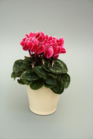 Foto de variedad de flores para ser usadas como: Maceta o Tarrina de colgar Cyclamen persicum mini Musical Wine Red Flame