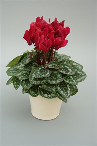 Foto de variedad de flores para ser usadas como: Maceta o Tarrina de colgar Cyclamen persicum mini Musical Wine Red