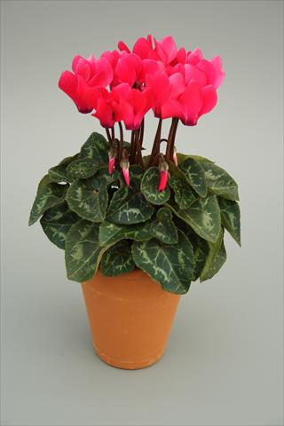 Foto de variedad de flores para ser usadas como: Maceta y planta de temporada Cyclamen persicum mini Picola Bright Pink