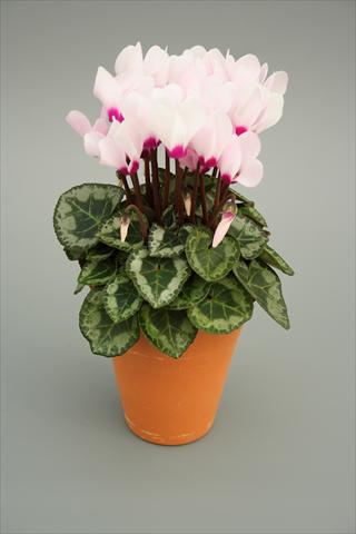 Foto de variedad de flores para ser usadas como: Maceta o Tarrina de colgar Cyclamen persicum mini Picola Light Pink Eye