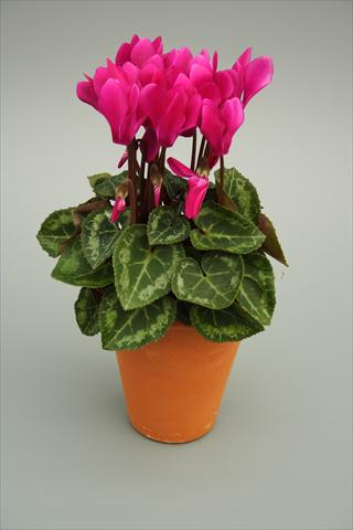 Foto de variedad de flores para ser usadas como: Maceta y planta de temporada Cyclamen persicum mini Picola Light Purple