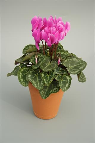 Foto de variedad de flores para ser usadas como: Maceta y planta de temporada Cyclamen persicum mini Picola Lilac