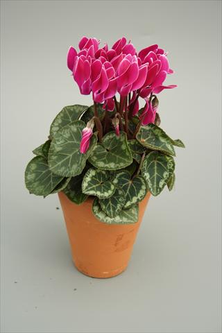 Foto de variedad de flores para ser usadas como: Maceta y planta de temporada Cyclamen persicum mini Picola Purple Flame