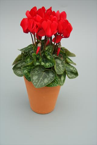 Foto de variedad de flores para ser usadas como: Maceta y planta de temporada Cyclamen persicum mini Picola Red