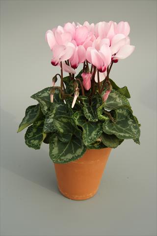 Foto de variedad de flores para ser usadas como: Maceta y planta de temporada Cyclamen persicum mini Picola Soft Pink Eye