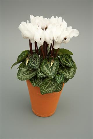 Foto de variedad de flores para ser usadas como: Maceta y planta de temporada Cyclamen persicum mini Picola White