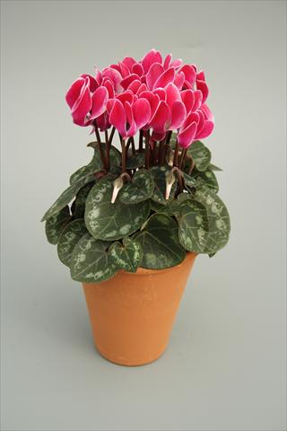 Foto de variedad de flores para ser usadas como: Maceta y planta de temporada Cyclamen persicum mini Picola Wine Red Flame
