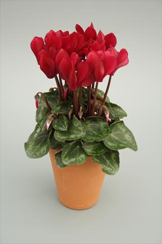 Foto de variedad de flores para ser usadas como: Maceta y planta de temporada Cyclamen persicum mini Picola Wine Red