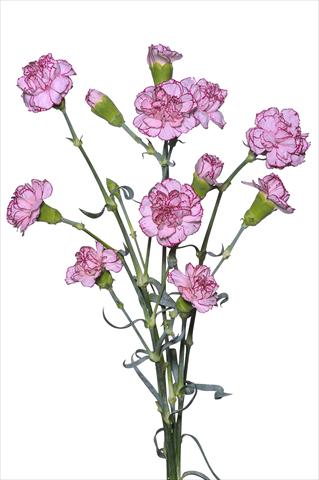Foto de variedad de flores para ser usadas como: Maceta y planta de temporada Dianthus caryophyllus Argan
