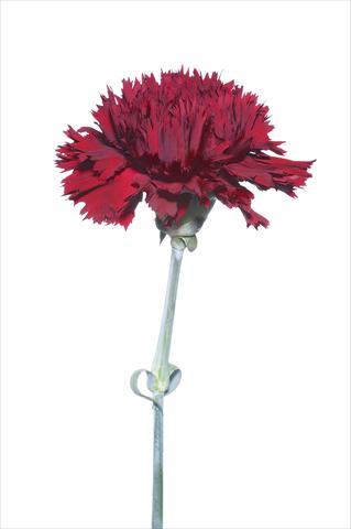 Foto de variedad de flores para ser usadas como: Flor cortada Dianthus caryophyllus Bagnacavallo