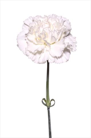 Foto de variedad de flores para ser usadas como: Flor cortada Dianthus caryophyllus Battistello