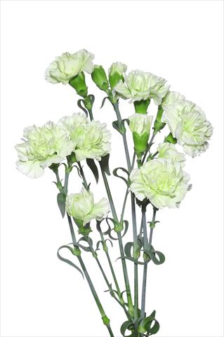 Foto de variedad de flores para ser usadas como: Flor cortada Dianthus caryophyllus Benvenuti