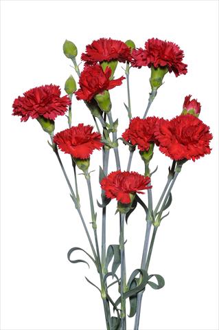 Foto de variedad de flores para ser usadas como: Flor cortada Dianthus caryophyllus Bertoja