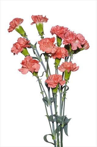 Foto de variedad de flores para ser usadas como: Flor cortada Dianthus caryophyllus Ceranino