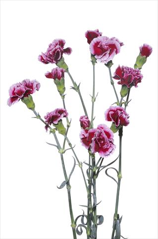 Foto de variedad de flores para ser usadas como: Flor cortada Dianthus caryophyllus Cino
