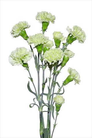 Foto de variedad de flores para ser usadas como: Flor cortada Dianthus caryophyllus Dentone