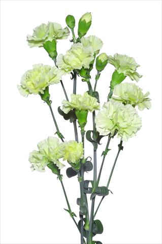Foto de variedad de flores para ser usadas como: Flor cortada Dianthus caryophyllus Formigine