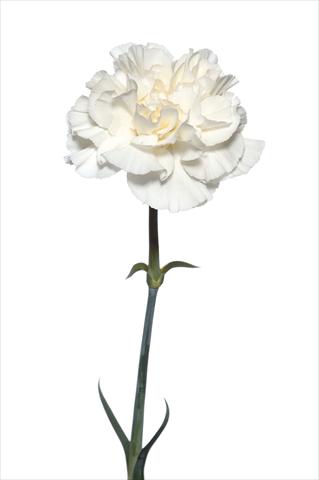 Foto de variedad de flores para ser usadas como: Flor cortada Dianthus caryophyllus Leon Bianco