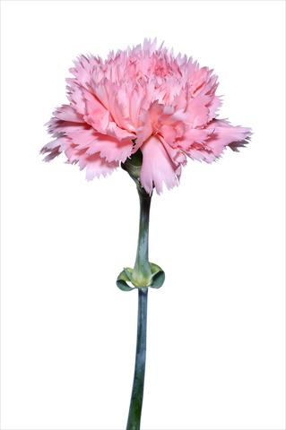 Foto de variedad de flores para ser usadas como: Flor cortada Dianthus caryophyllus Lucchesino
