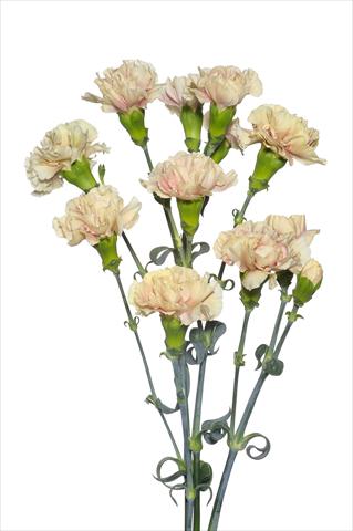 Foto de variedad de flores para ser usadas como: Flor cortada Dianthus caryophyllus Magagnò