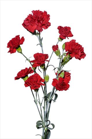 Foto de variedad de flores para ser usadas como: Flor cortada Dianthus caryophyllus Maggiotto