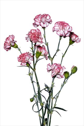 Foto de variedad de flores para ser usadas como: Flor cortada Dianthus caryophyllus Marescalco