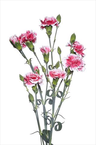 Foto de variedad de flores para ser usadas como: Flor cortada Dianthus caryophyllus Modanino