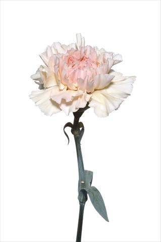 Foto de variedad de flores para ser usadas como: Flor cortada Dianthus caryophyllus Murillo Crema