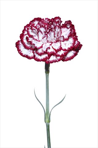 Foto de variedad de flores para ser usadas como: Flor cortada Dianthus caryophyllus Palladio Bianco-Nero