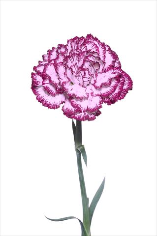 Foto de variedad de flores para ser usadas como: Flor cortada Dianthus caryophyllus Palladio Malva Bordato