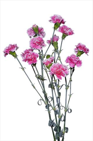 Foto de variedad de flores para ser usadas como: Flor cortada Dianthus caryophyllus Piccio