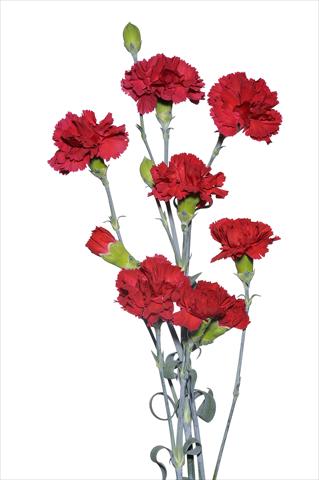 Foto de variedad de flores para ser usadas como: Flor cortada Dianthus caryophyllus Pitocchetto