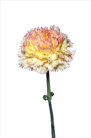 Foto de variedad de flores para ser usadas como: Flor cortada Dianthus caryophyllus Riccio