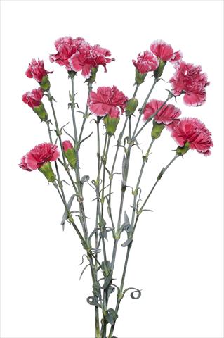 Foto de variedad de flores para ser usadas como: Flor cortada Dianthus caryophyllus Sangallo