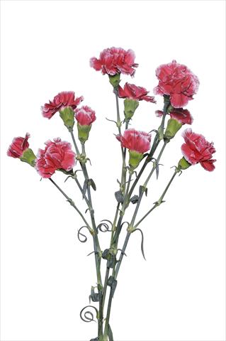 Foto de variedad de flores para ser usadas como: Flor cortada Dianthus caryophyllus Scarpagnino