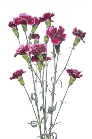 Foto de variedad de flores para ser usadas como: Flor cortada Dianthus caryophyllus Scarsellino