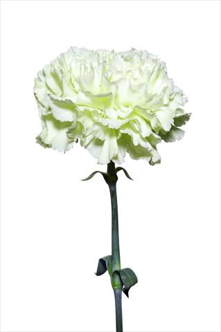 Foto de variedad de flores para ser usadas como: Flor cortada Dianthus caryophyllus Schiavone