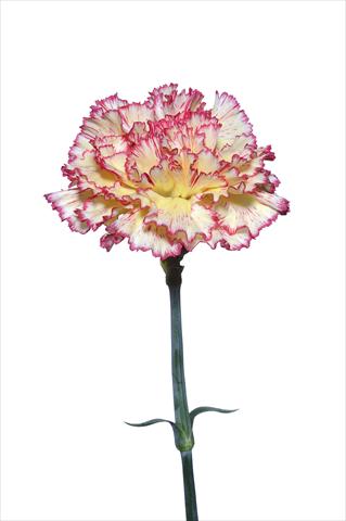 Foto de variedad de flores para ser usadas como: Flor cortada Dianthus caryophyllus Scipione